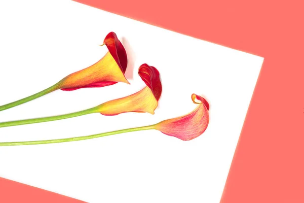 Beautiful red flowers calla lily on trendy coral color year on white background, isolated. — Stock Photo, Image