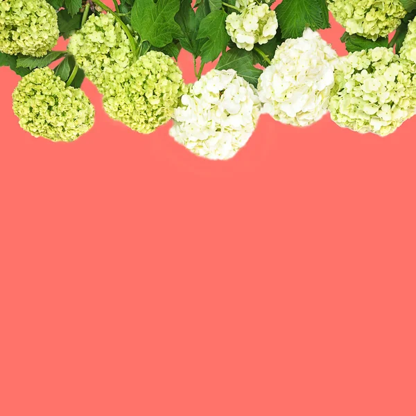 Beautiful hydrangea flowers on pink coral color background, isolated. — Stock Photo, Image