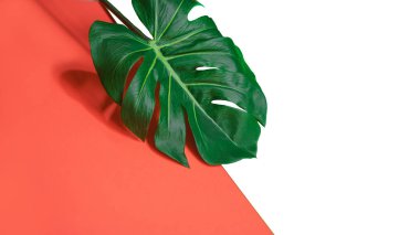 Tropikal yeşil palmiye monstera yaprağı veya pembe mercan ve yeşil arka plan üzerinde İsviçre peynir bitki.