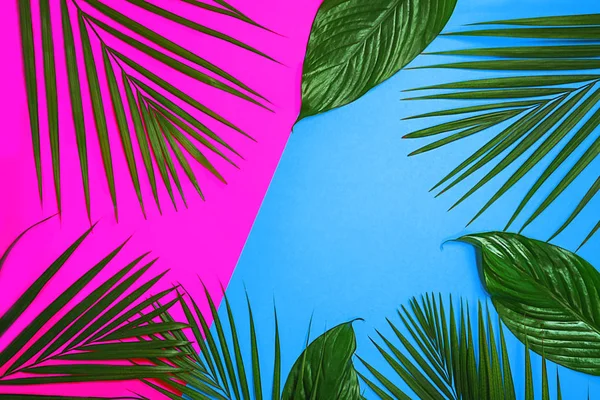 Tropical green palm leaves on colorful background. Pink purple and blue colors.