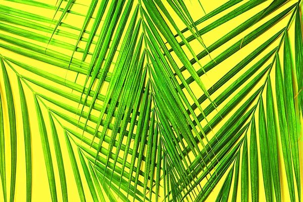 Тропические зеленые пальмовые листья на желтом фоне. Isolated — стоковое фото