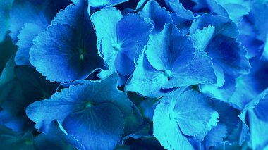 Mavi hidangea çiçek ortanca macrophylla veya Hortensia çiçek bir park ve bahçede çiçeklenme.