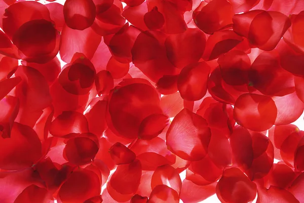Red rose petals on white background, isolated.