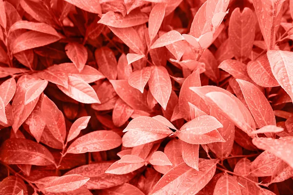 Foliage on trendy red coral background made of fresh leaves with drops of rain water. Color of the year 2019. — Stock Photo, Image