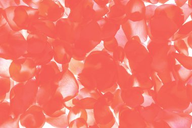 Kırmızı mercan pembe gül yaprakları desen beyaz arka planda, izole.