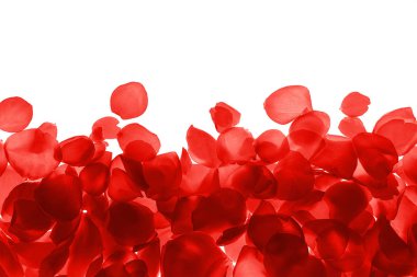 Kırmızı mercan pembe gül yaprakları desen beyaz arka planda, izole.