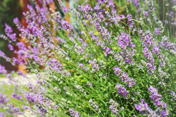 Lavanda crescendo no quintal casa villa, botões de flores violeta em um fundo embaçado . — Fotografia de Stock