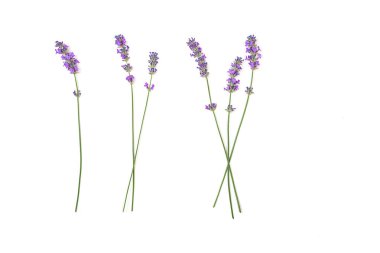 Beyaz arkaplanda lavanta deseni izole.