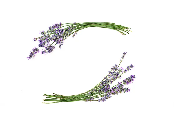 Bunch of lavender flowers on a white background. — Stock Photo, Image