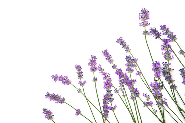 Lavendel bloemen patroon geïsoleerd op witte achtergrond. — Stockfoto