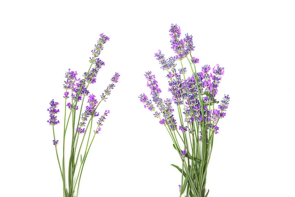 Lavender flowers isolated on white background. — Stock Photo, Image