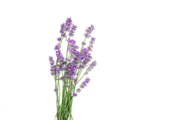 Flores de lavanda isolado no fundo branco. — Fotografia de Stock