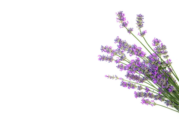 Lavender flowers pattern isolated on white background. — Stock Photo, Image