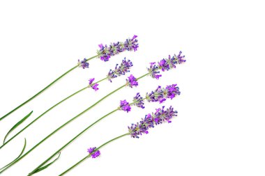 Beyaz arkaplanda lavanta deseni izole.