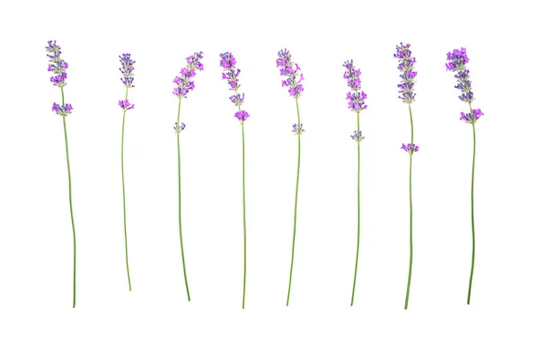 Lavendel blommor mönster isolerad på vit bakgrund. — Stockfoto