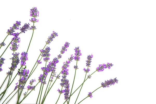 Lavanda flores padrão isolado no fundo branco . — Fotografia de Stock