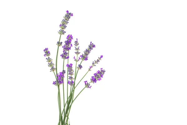 Flores de lavanda isolado no fundo branco. — Fotografia de Stock