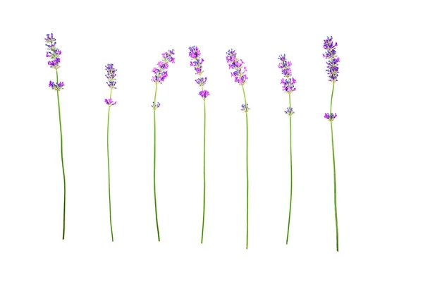 Lavanda flores padrão isolado no fundo branco . — Fotografia de Stock