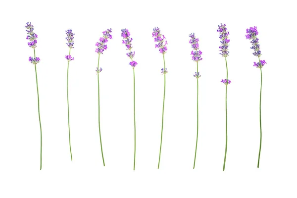 Lavanda flores padrão isolado no fundo branco . — Fotografia de Stock