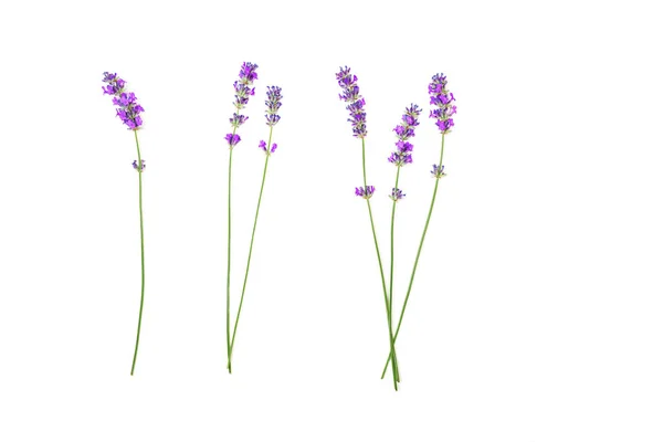 Lavanda flores padrão isolado no fundo branco . — Fotografia de Stock