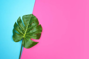 Tropikal yaprakları Monstera izole, İsviçre Peynir Bitki, pembe mavi arka plan üzerinde.