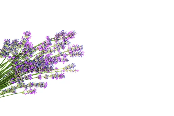 Lavender flowers pattern isolated on white background. — Stock Photo, Image