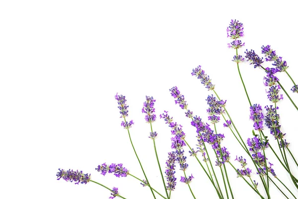 Lavanda flores padrão isolado no fundo branco . — Fotografia de Stock