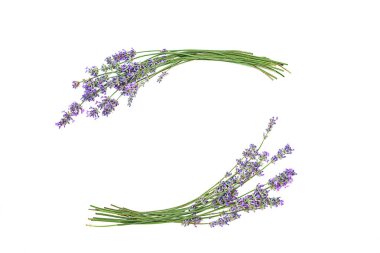 Beyaz arkaplanda lavanta çiçekleri izole.