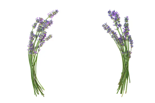 Lavender flowers isolated on white background. — Stock Photo, Image
