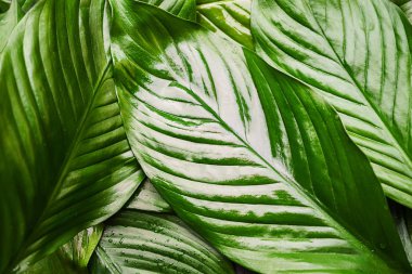 Yeşil taze yapraklar, güzel doğal arka plan.