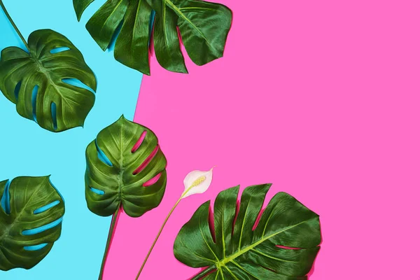 Folhas tropicais Monstera, Swiss Cheese Plant, e belo espathiphyllum flor branca no fundo azul rosa . — Fotografia de Stock