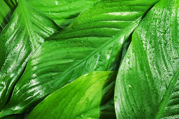 Hojas verdes frescas con gota de lluvia, hermoso fondo natural . — Foto de Stock