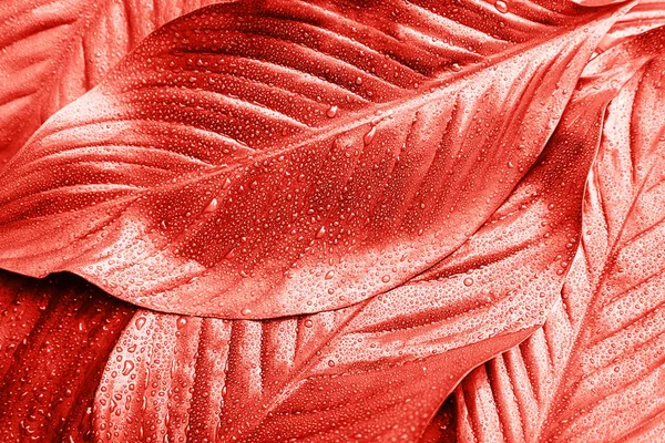 Fondo de coral rosa hecho de hojas frescas . — Foto de Stock