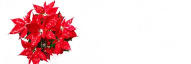 Kırmızı yaprakları ve beyaz kar arka plan üzerinde düşen kar taneleri ile Noel Poinsettia çiçek.