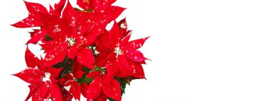 Kırmızı yaprakları ve beyaz kar arka plan üzerinde düşen kar taneleri ile Noel Poinsettia çiçek.