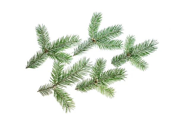 पांढरा पार्श्वभूमीवर हिरव्या फायर वृक्ष शाखा बनलेले क्रिएटिव्ह ख्रिसमस रचना, वेगळे . — स्टॉक फोटो, इमेज