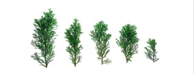 Beyaz arka plan üzerinde yeşil köknar ağacı dalları yapılmış Yaratıcı Noel afiş, izole.