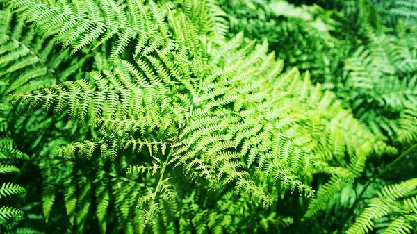 Vacker naturlig ormbunke mönster bakgrund av ljust gröna ormbunksblad. — Stockfoto