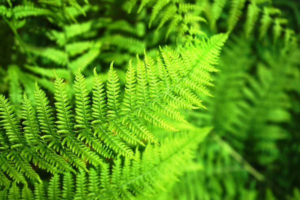 Fundo padrão de samambaia natural bonito feito de folhas de samambaia verde brilhante . — Fotografia de Stock