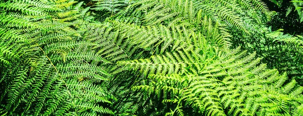 Fundo padrão de samambaia natural bonito feito de folhas de samambaia verde brilhante . — Fotografia de Stock