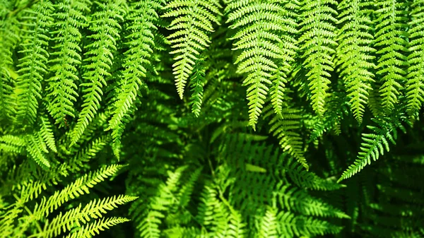 Fundo padrão de samambaia natural bonito feito de folhas de samambaia verde brilhante . — Fotografia de Stock