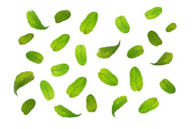 Taze nane yaprakları desen beyaz arka plan üzerinde izole.