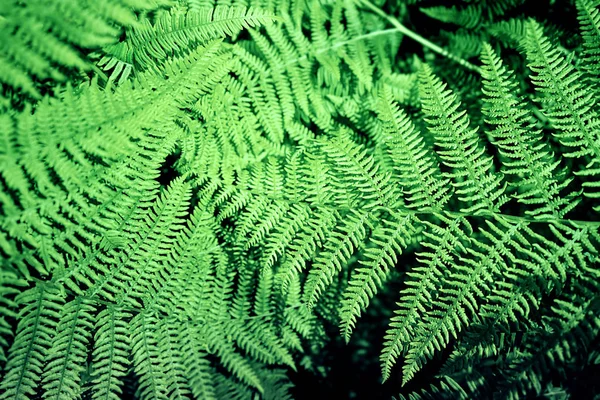 Fundo padrão de samambaia natural feito de folhas de samambaia verde brilhante . — Fotografia de Stock