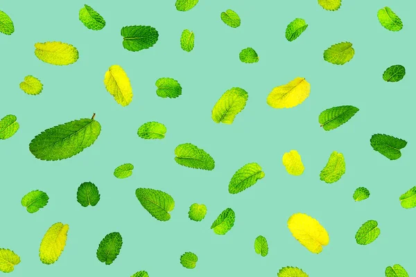 Pattern made from fresh flying mint leaves on trendy 2020 neo mint background.