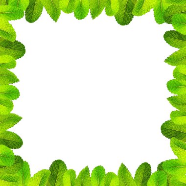 Taze nane yaprakları desen, beyaz izole.