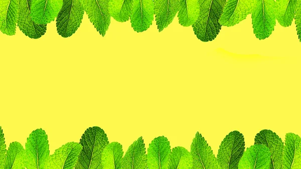 Fresh mint leaves on yellow background.