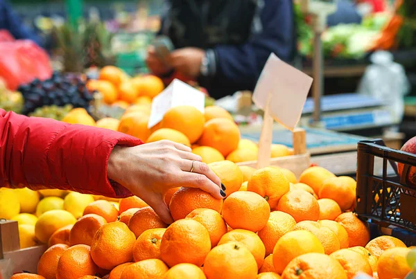 Mujer eligiendo la mejor naranja en el mercado verde o el mercado de agricultores . Imagen De Stock