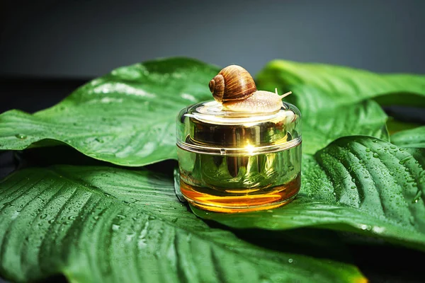 Snail and a jar of skin cream on green leaves. Stock Picture