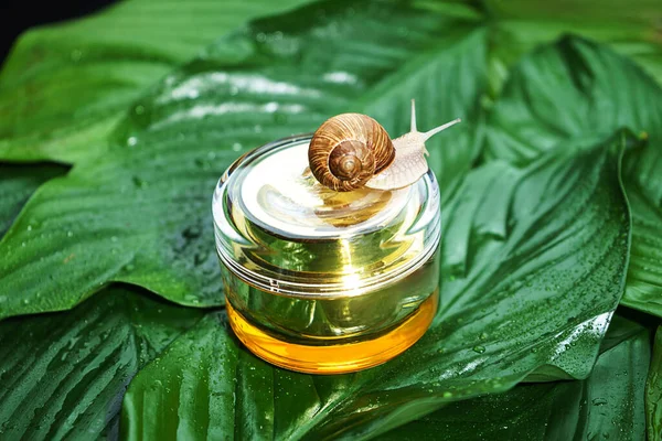 Caracol y un frasco de crema para la piel sobre hojas verdes . Imagen De Stock