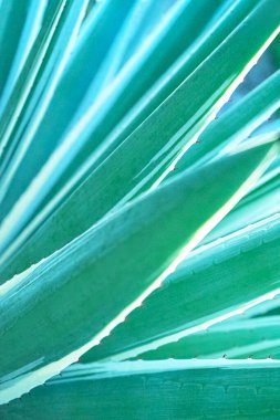 Soyut çizgili doğal arka plan. Doğa tropikal arkaplan.